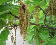 ??馛1??鱛|i凹?G7鄟?226竎'詝e?栎?蚩6犲|睻巅的简单介绍-九游体育官网